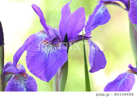 アヤメ　自然背景　紫色の花　日本的な花　クローズアップ 84149499