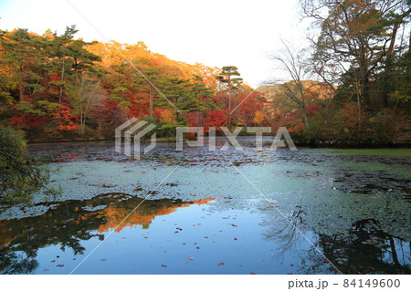 神戸市立森林植物園  長谷池【神戸市北区】 84149600