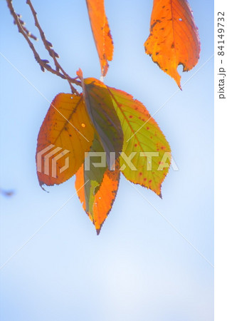 秋の青空に時期に綺麗に色づく葉 84149732