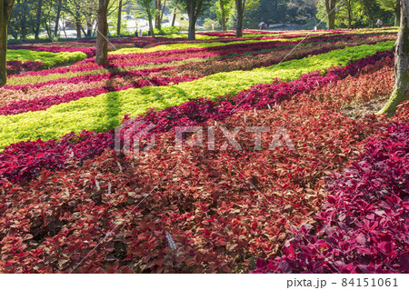埼玉県 国営武蔵丘陵森林公園 コリウスの花畑 の写真素材