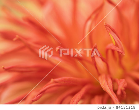 ピンク色のキクの花 ピンク色のキクの花 84151319