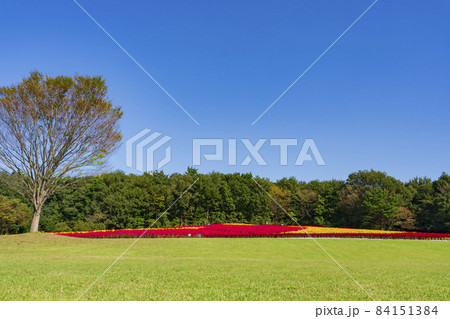 【埼玉県】国営武蔵丘陵森林公園 西口ひろば花畑（羽毛ケイトウ） 84151384