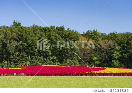 【埼玉県】国営武蔵丘陵森林公園 西口ひろば花畑（羽毛ケイトウ） 84151386