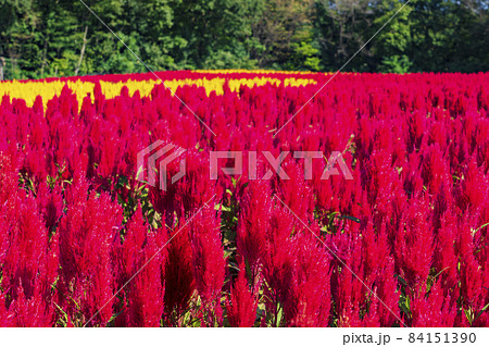 【埼玉県】国営武蔵丘陵森林公園 西口ひろば花畑（羽毛ケイトウ） 84151390