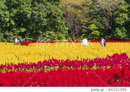 【埼玉県】国営武蔵丘陵森林公園 西口ひろば花畑（羽毛ケイトウ） 84151395
