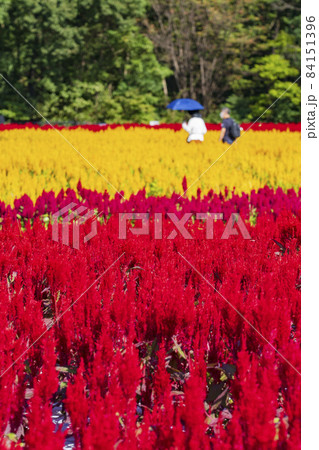 【埼玉県】国営武蔵丘陵森林公園 西口ひろば花畑(羽毛ケイトウ) 【埼玉県】国営武蔵丘陵森林公園 西口ひろば花畑(羽毛ケイトウ) 84151396
