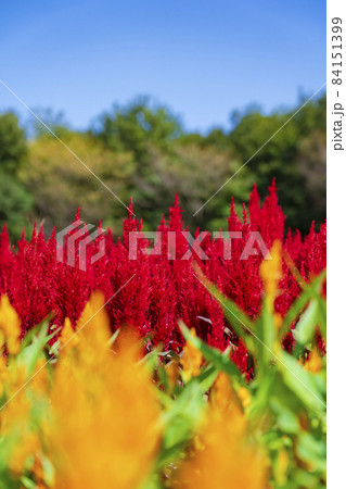 【埼玉県】国営武蔵丘陵森林公園 西口ひろば花畑(羽毛ケイトウ) 【埼玉県】国営武蔵丘陵森林公園 西口ひろば花畑(羽毛ケイトウ) 84151399