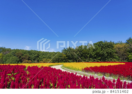 【埼玉県】国営武蔵丘陵森林公園 西口ひろば花畑(羽毛ケイトウ) 【埼玉県】国営武蔵丘陵森林公園 西口ひろば花畑(羽毛ケイトウ) 84151402