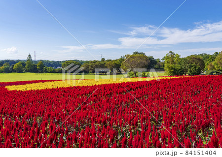【埼玉県】国営武蔵丘陵森林公園 西口ひろば花畑（羽毛ケイトウ） 84151404