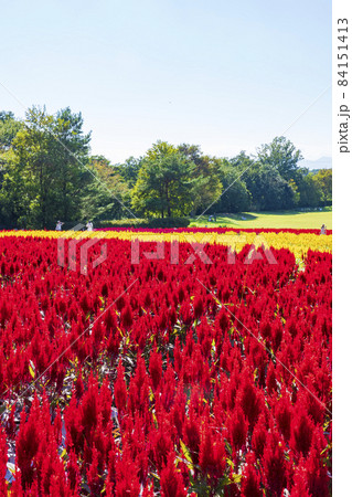 埼玉県 国営武蔵丘陵森林公園 西口ひろば花畑 羽毛ケイトウ の写真素材