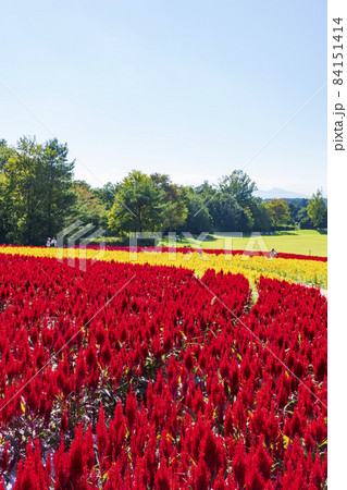 【埼玉県】国営武蔵丘陵森林公園 西口ひろば花畑(羽毛ケイトウ) 【埼玉県】国営武蔵丘陵森林公園 西口ひろば花畑(羽毛ケイトウ) 84151414