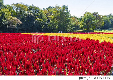 【埼玉県】国営武蔵丘陵森林公園 西口ひろば花畑（羽毛ケイトウ） 84151415