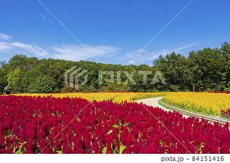 【埼玉県】国営武蔵丘陵森林公園 西口ひろば花畑（羽毛ケイトウ） 84151416
