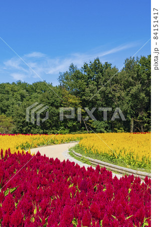 【埼玉県】国営武蔵丘陵森林公園 西口ひろば花畑（羽毛ケイトウ） 84151417