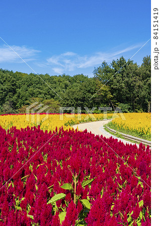 【埼玉県】国営武蔵丘陵森林公園 西口ひろば花畑（羽毛ケイトウ） 84151419