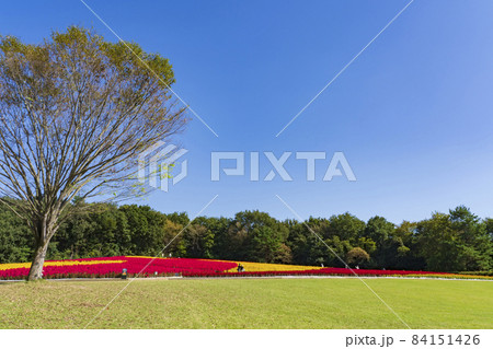 【埼玉県】国営武蔵丘陵森林公園 西口ひろば花畑（羽毛ケイトウ） 84151426