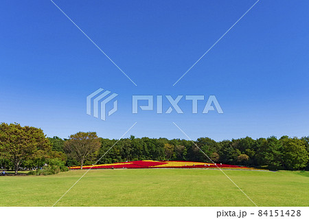 【埼玉県】国営武蔵丘陵森林公園 西口ひろば花畑(羽毛ケイトウ) 【埼玉県】国営武蔵丘陵森林公園 西口ひろば花畑(羽毛ケイトウ) 84151428