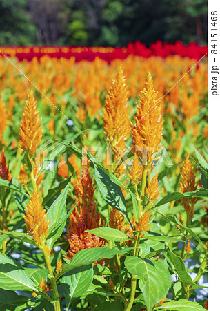 【埼玉県】国営武蔵丘陵森林公園 西口ひろば花畑（羽毛ケイトウ） 84151468