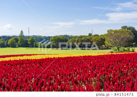 【埼玉県】国営武蔵丘陵森林公園 西口ひろば花畑(羽毛ケイトウ) 【埼玉県】国営武蔵丘陵森林公園 西口ひろば花畑(羽毛ケイトウ) 84151473