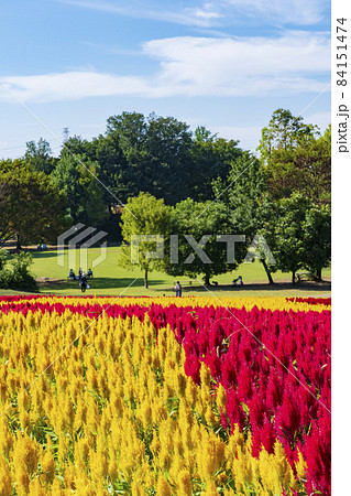 埼玉県 国営武蔵丘陵森林公園 西口ひろば花畑 羽毛ケイトウ の写真素材