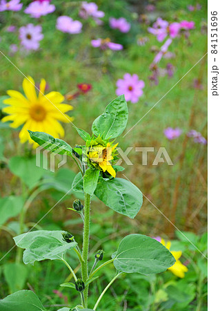 畑に植えられた黄色いひまわりとピンクのコスモスの花の写真素材