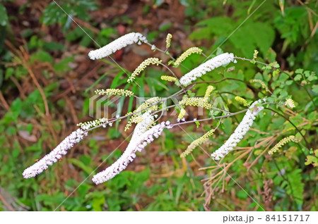 山地などに自生する白いブラシ状の植物サラシナショウマ 84151717
