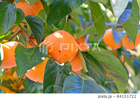 秋の味覚おいしそうに実ったオレンジ色の柿の実 秋の味覚おいしそうに実ったオレンジ色の柿の実 84151722