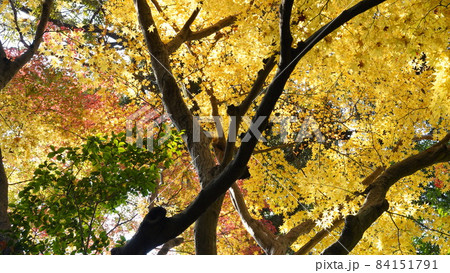 紅葉 84151791
