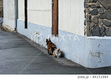 鬼が島こと女木島の島ネコ（香川県高松市） 84151984