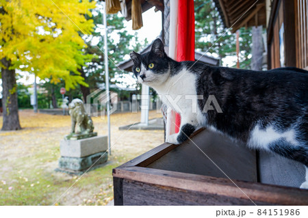 鬼が島こと女木島の島ネコ(香川県高松市) 鬼が島こと女木島の島ネコ(香川県高松市) 84151986