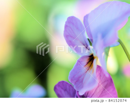 紫色のビオラの花「ビビピンクアンティーク」 84152074
