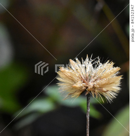 ヒメジョオンの綿帽子　長野県信濃町　野尻高原大学村に咲く野草 84152347