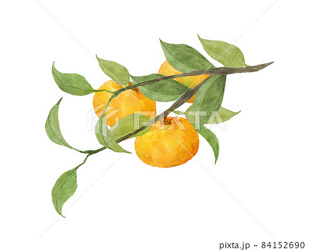 ミカンの枝の水彩画 ミカンの枝の水彩画 84152690
