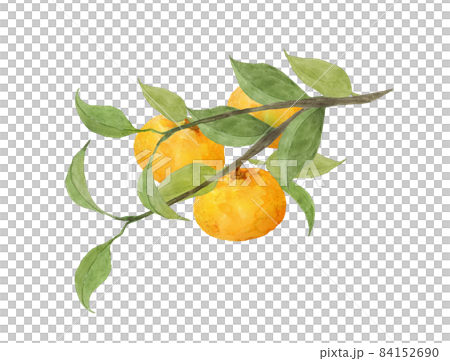 ミカンの枝の水彩画 ミカンの枝の水彩画 84152690