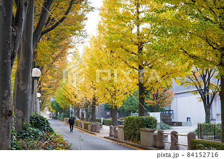 いちょう並木 84152716