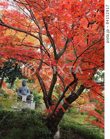 京都 栄摂院の紅葉 京都 栄摂院の紅葉 84152917