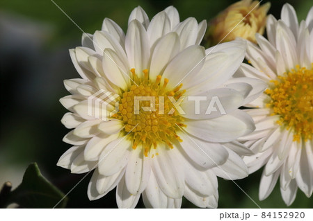 秋の庭に咲く白いスプレーギクの花 84152920