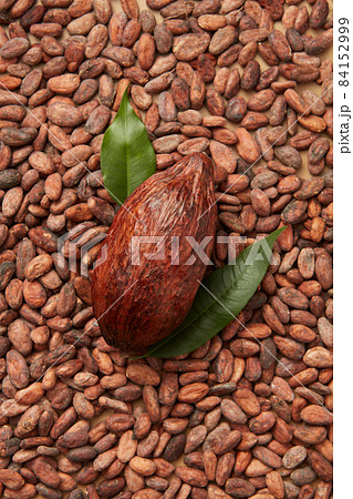 Whole pod of cocoa tree on beans Whole pod of cocoa tree on beans 84152999