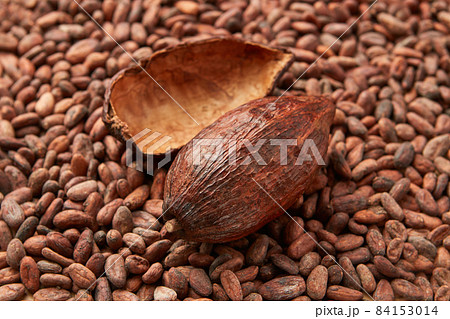 Whole pod of cocoa tree Whole pod of cocoa tree 84153014
