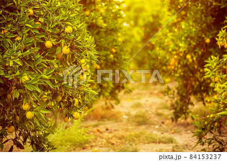 Orange garden with fruit Orange garden with fruit 84153237