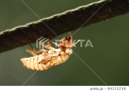 セミの抜け殻 84153238