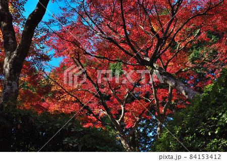 大興善寺 紅葉の写真素材