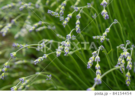 Lavanda's flowers on green background. Lavandula bunch of flowers in bloom, purple scented flowering plant, field of flowers. Close-up photo. Lavanda's flowers on green background. Lavandula bunch of flowers in bloom, purple scented flowering plant, field of flowers. Close-up photo. 84154454