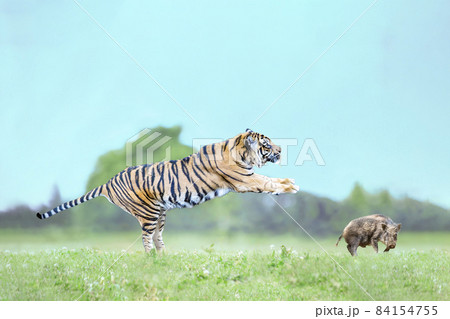 草原でイノシシに跳びかかる虎。弱肉強食イメージ 84154755