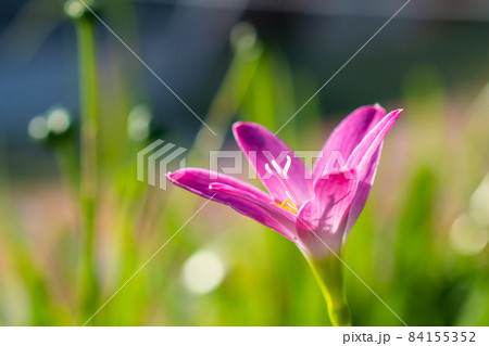 植物 工場 プランツ 84155352