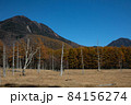 快晴の光徳牧場の立ち枯れた木 84156274