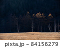 立ち枯れた木と夕日に照らされ浮き上がるカラマツ 84156279