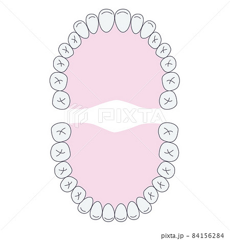 歯並び 口腔内のイラストのイラスト素材