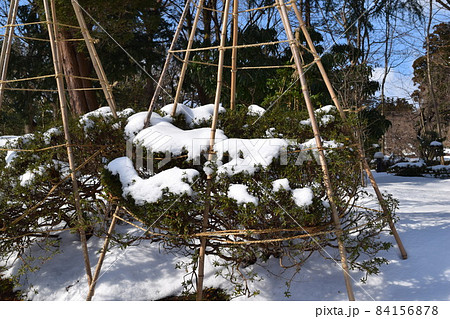 樹木に雪が着雪した風景 樹木に雪が着雪した風景 84156878