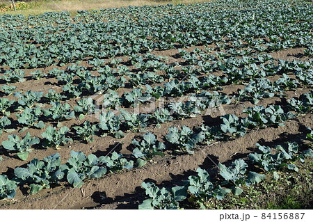 ブロッコリー畑 84156887